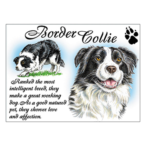 0523 - Border Collie