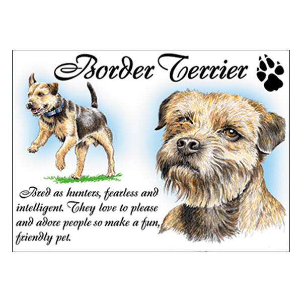 0524 - Border Terrier