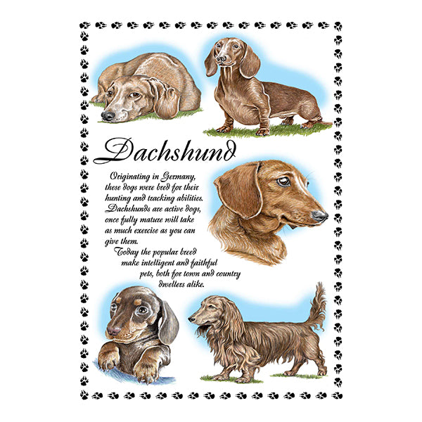 0642 - Dachshund