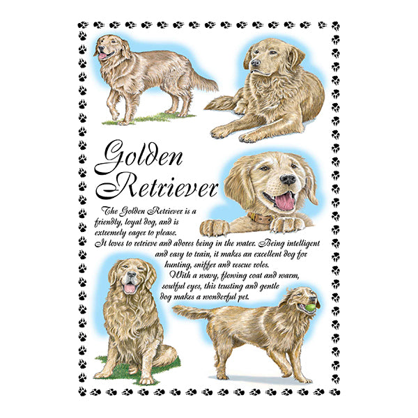 0646 - Golden Retriever