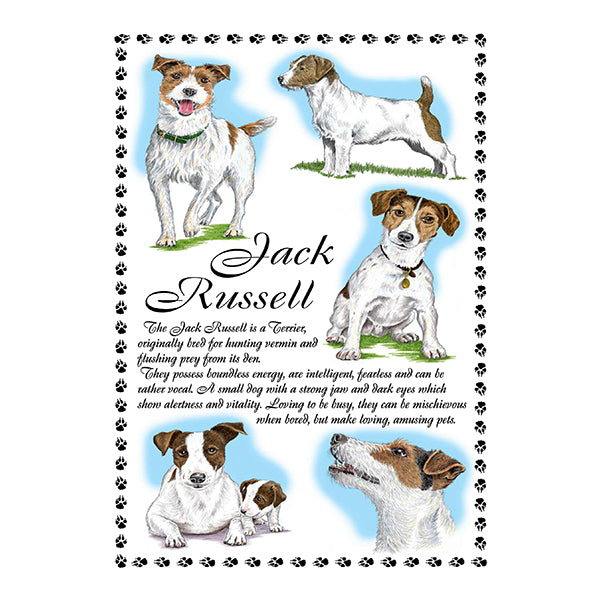 0647 - Jack Russell