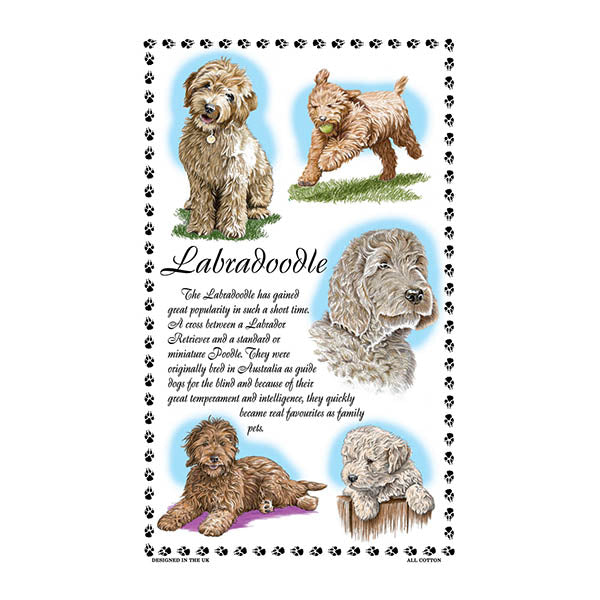 0383 - Labradoodle Tea Towel