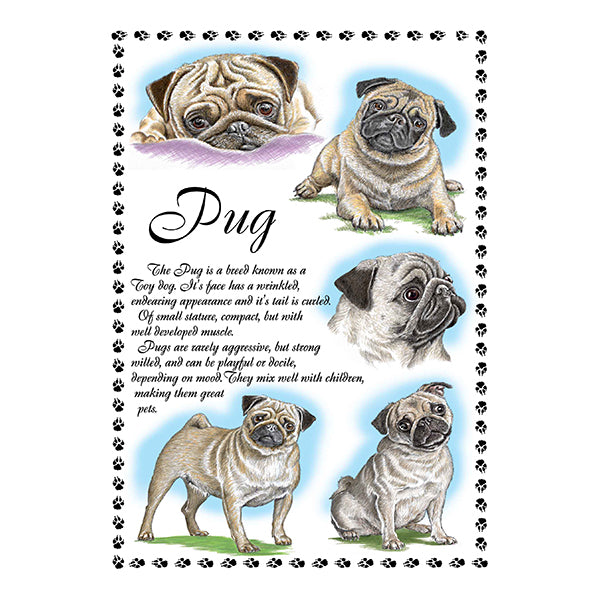 0650 - Pug