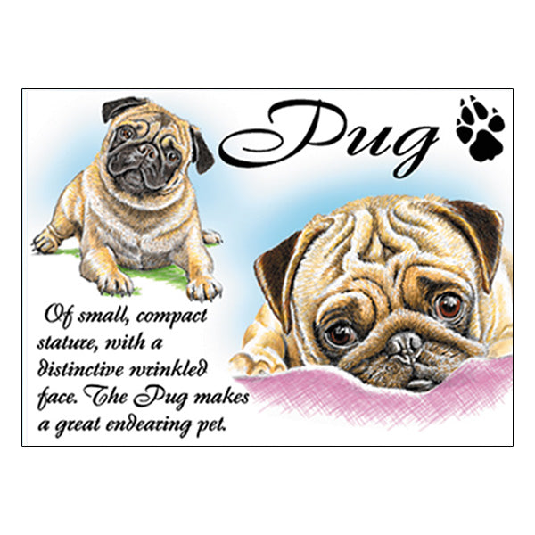 0537 - Pug