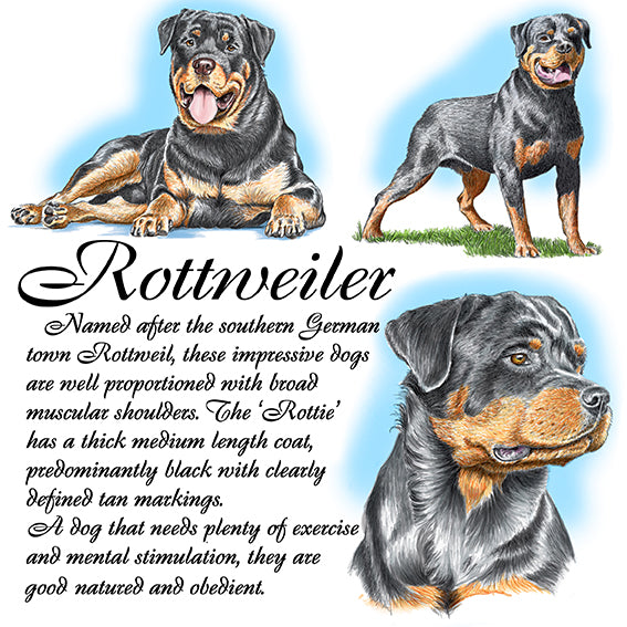 Rottweiler Coaster