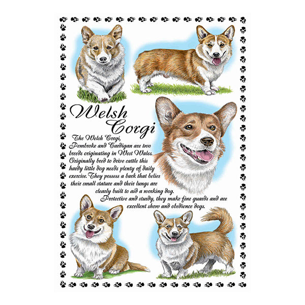 0654 - Welsh Corgi
