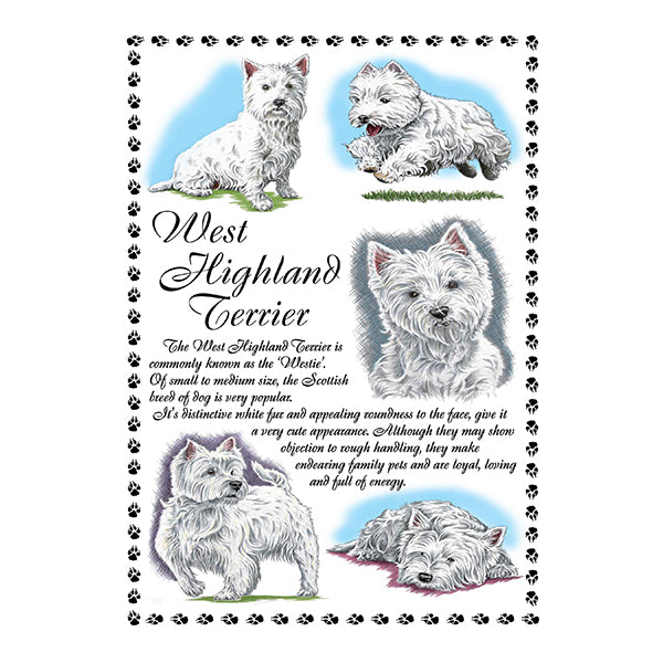 0655 - West Highland Terrier