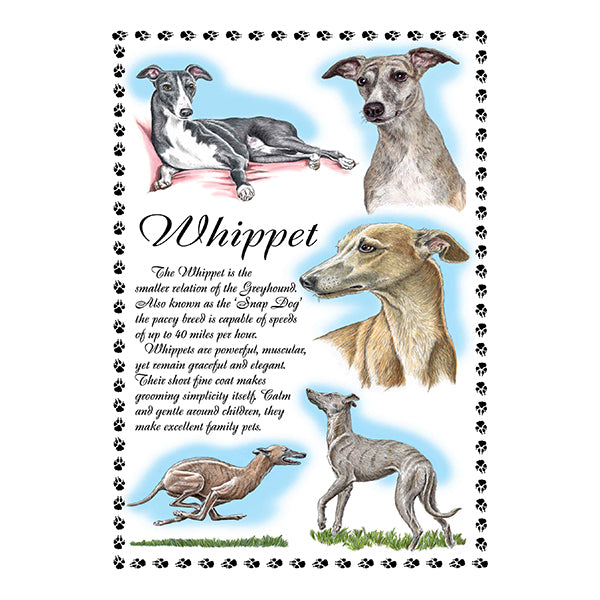 0656 - Whippet