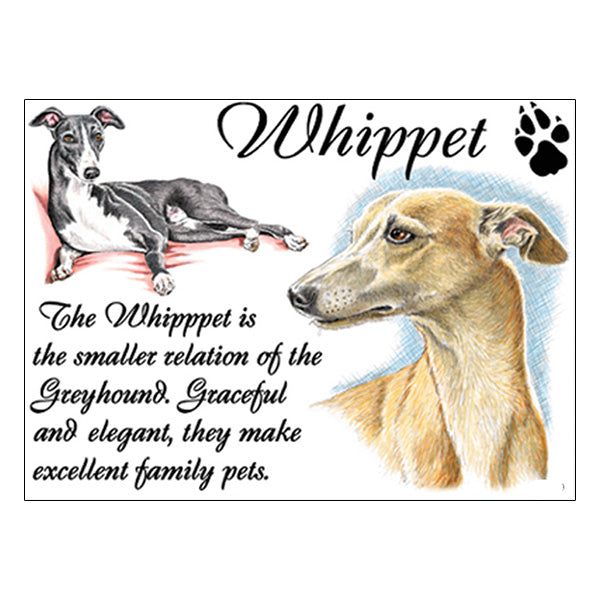 0543 - Whippet