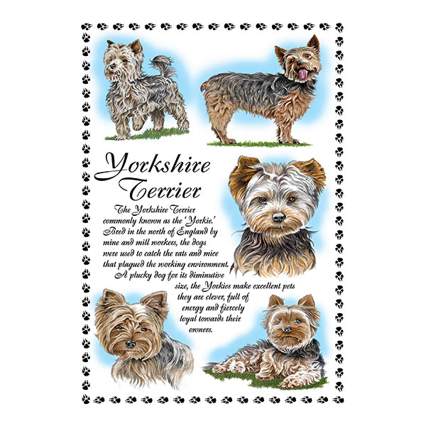 0657 - Yorkshire Terrier