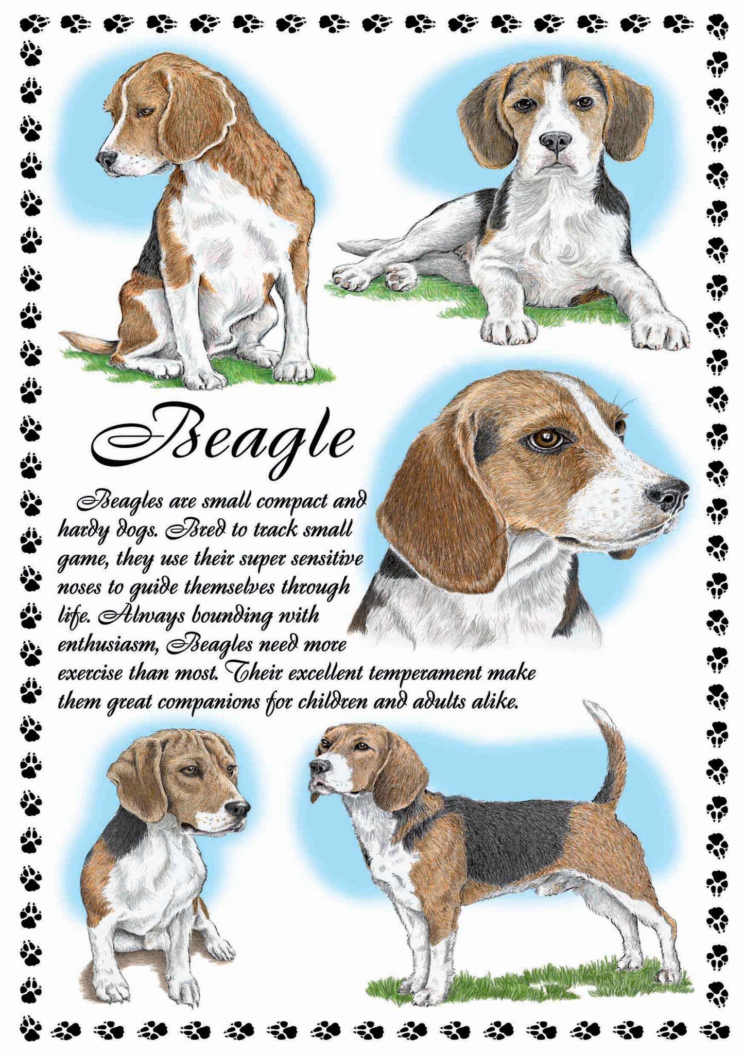 0634 - Beagle