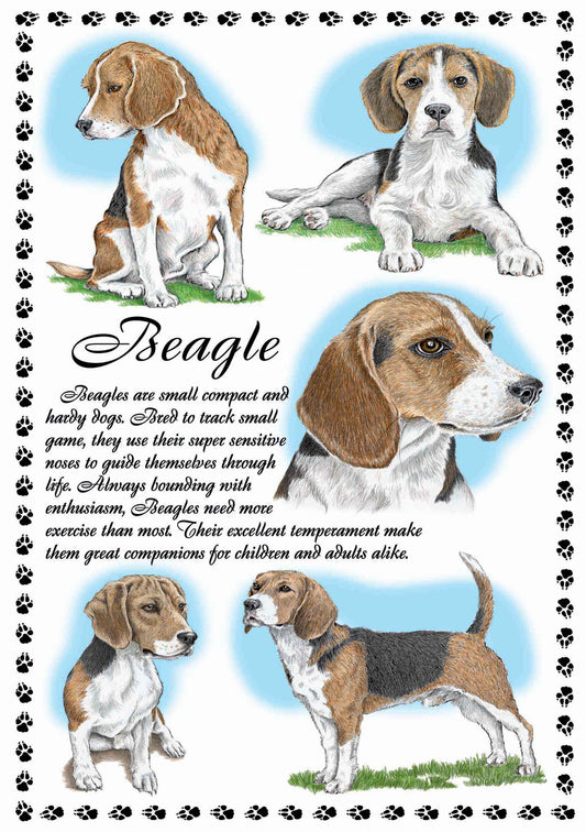 0634 - Beagle