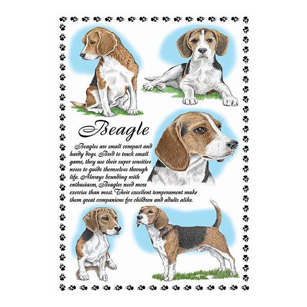 0634 - Beagle