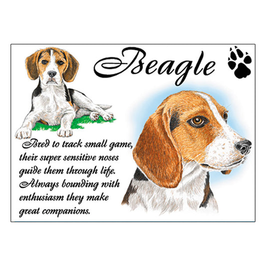 0521 - Beagle