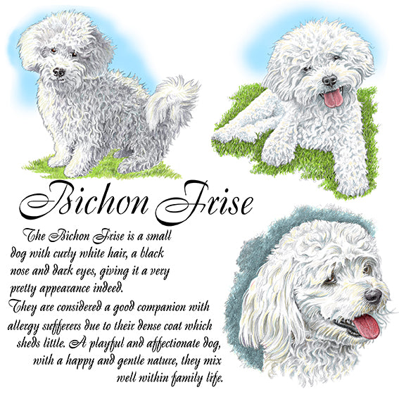 Bichon Frise Coaster
