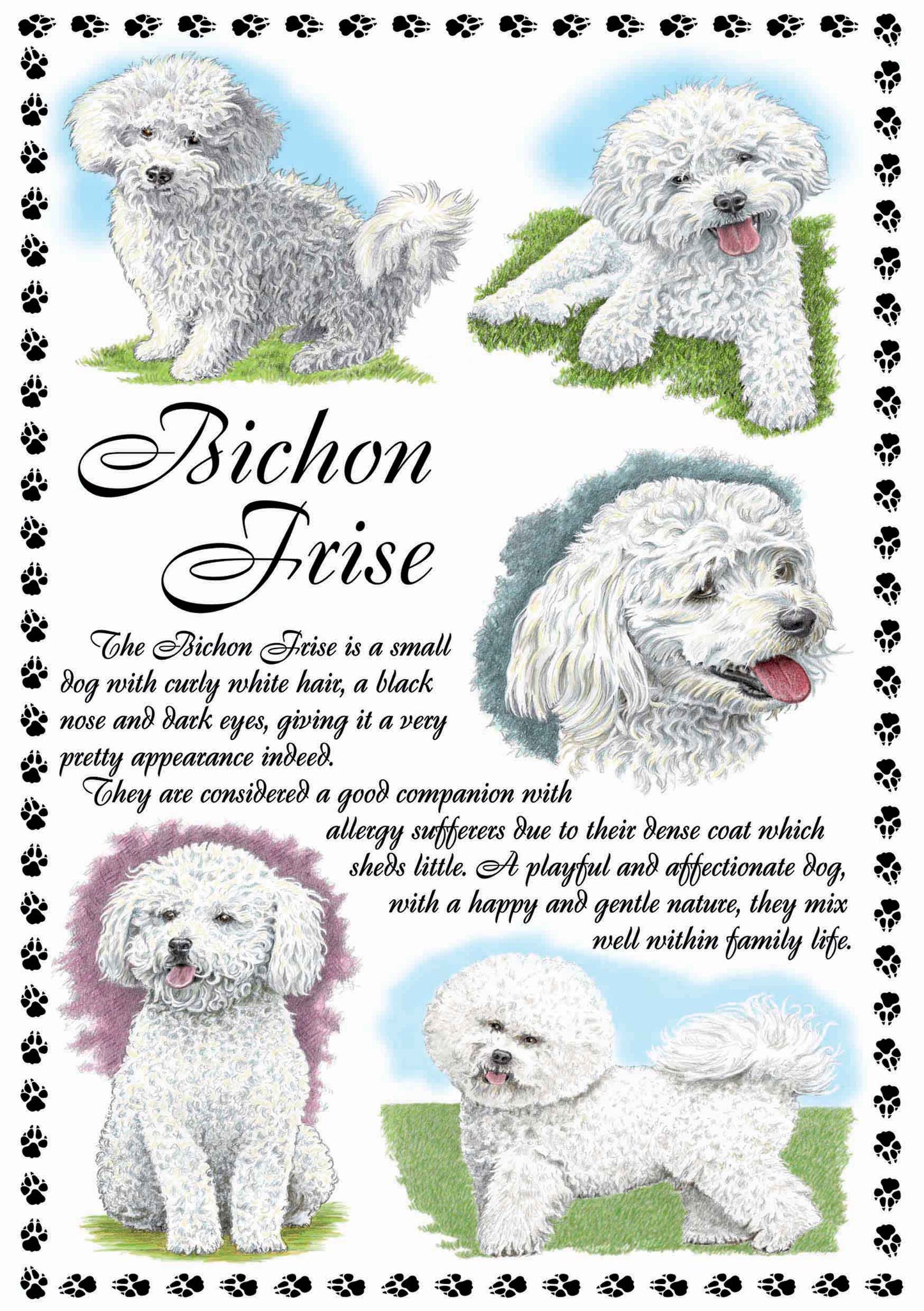 0635 - Bichon Frise