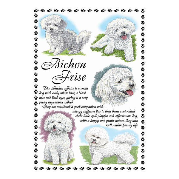 0635 - Bichon Frise