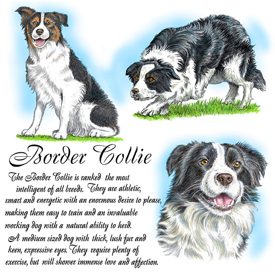 Border Collie Coaster