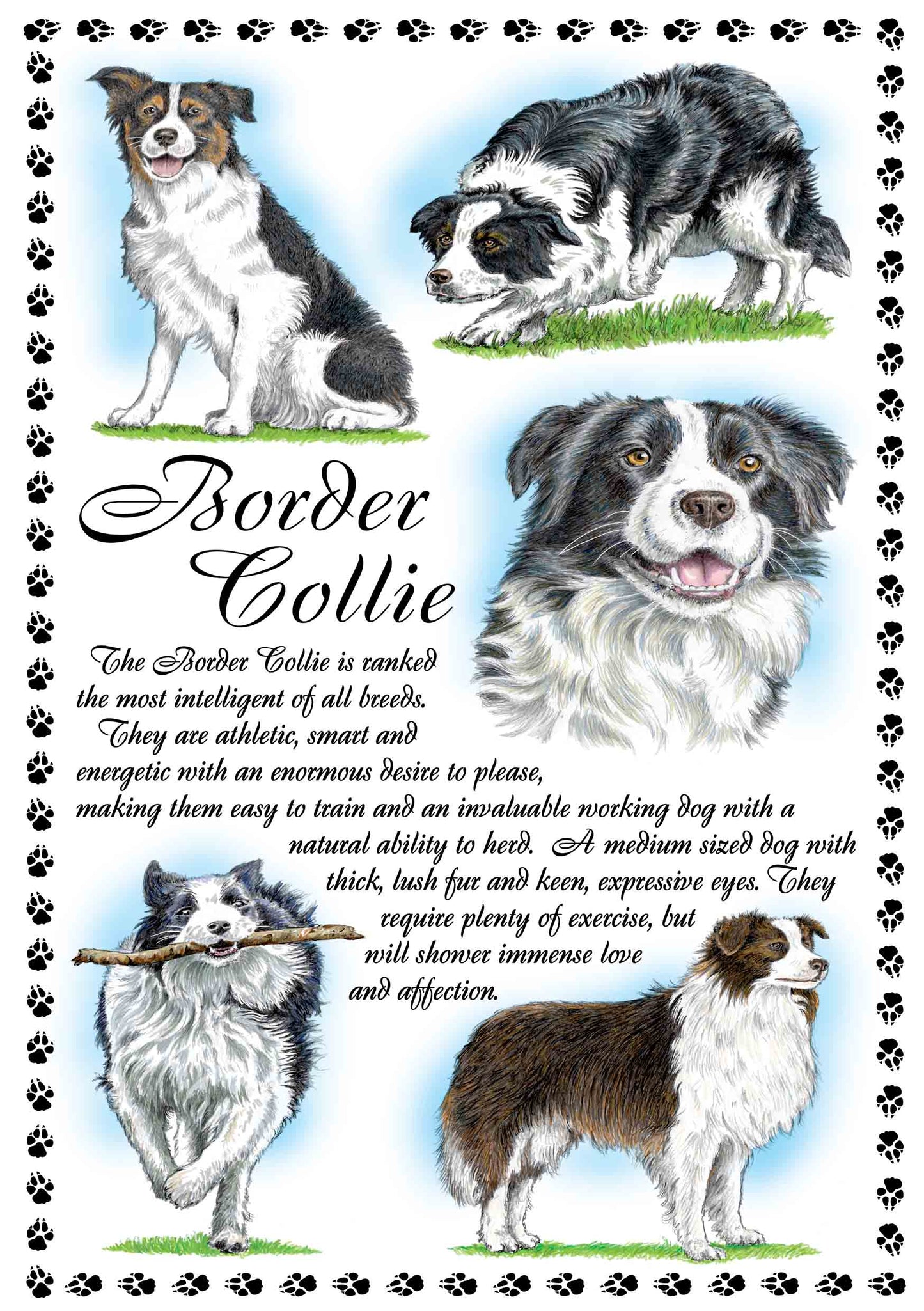 0636 - Border Collie
