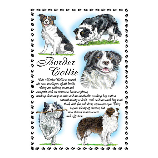 0636 - Border Collie