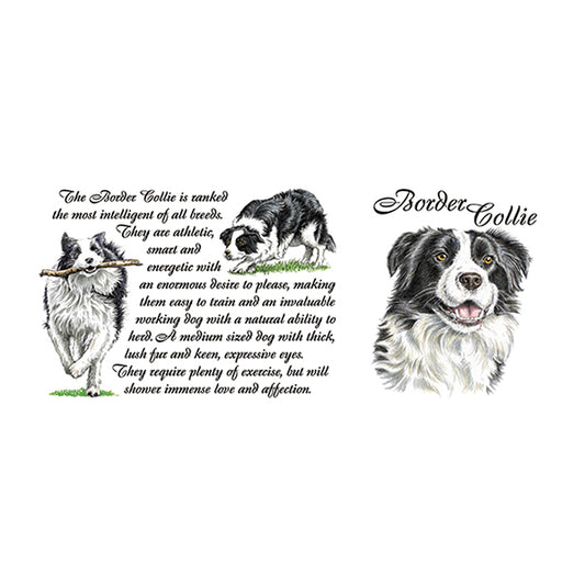 0436 - Border Collie