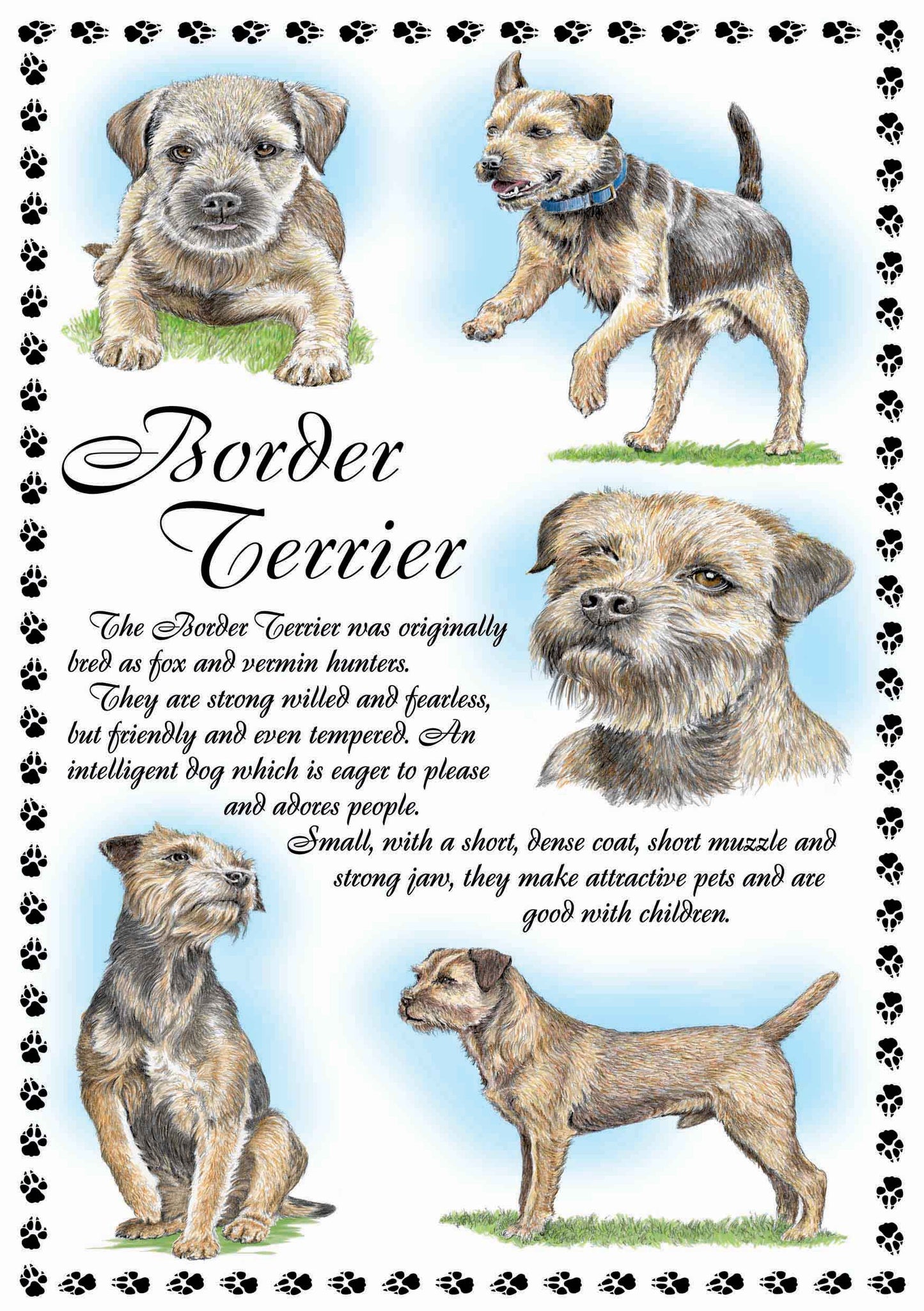 0637 - Border Terrier