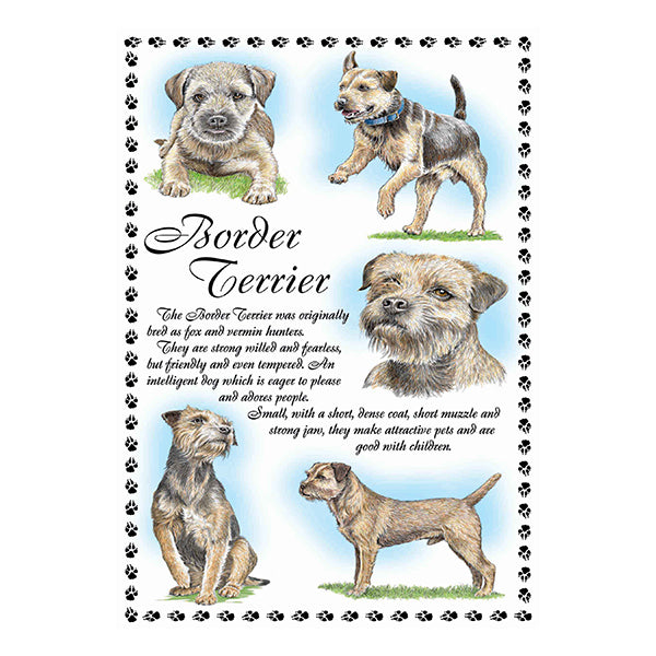 0637 - Border Terrier