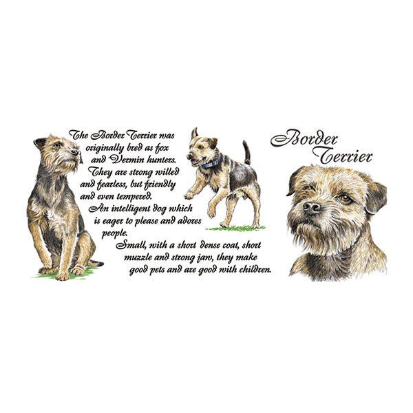 0437 - Border Terrier