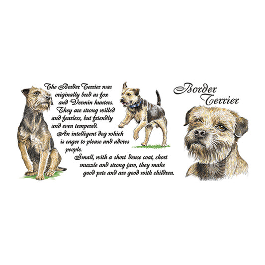 0437 - Border Terrier