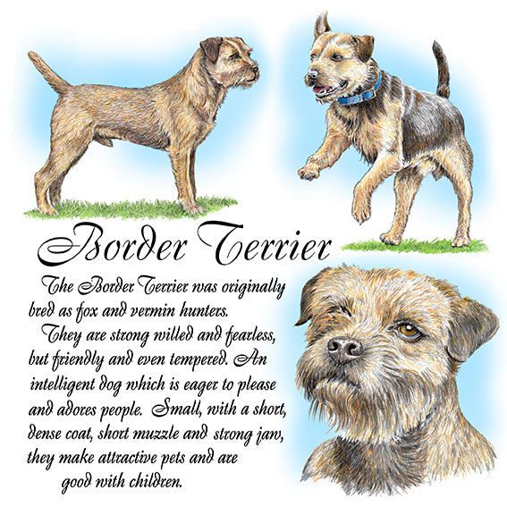 Border Terrier Coaster