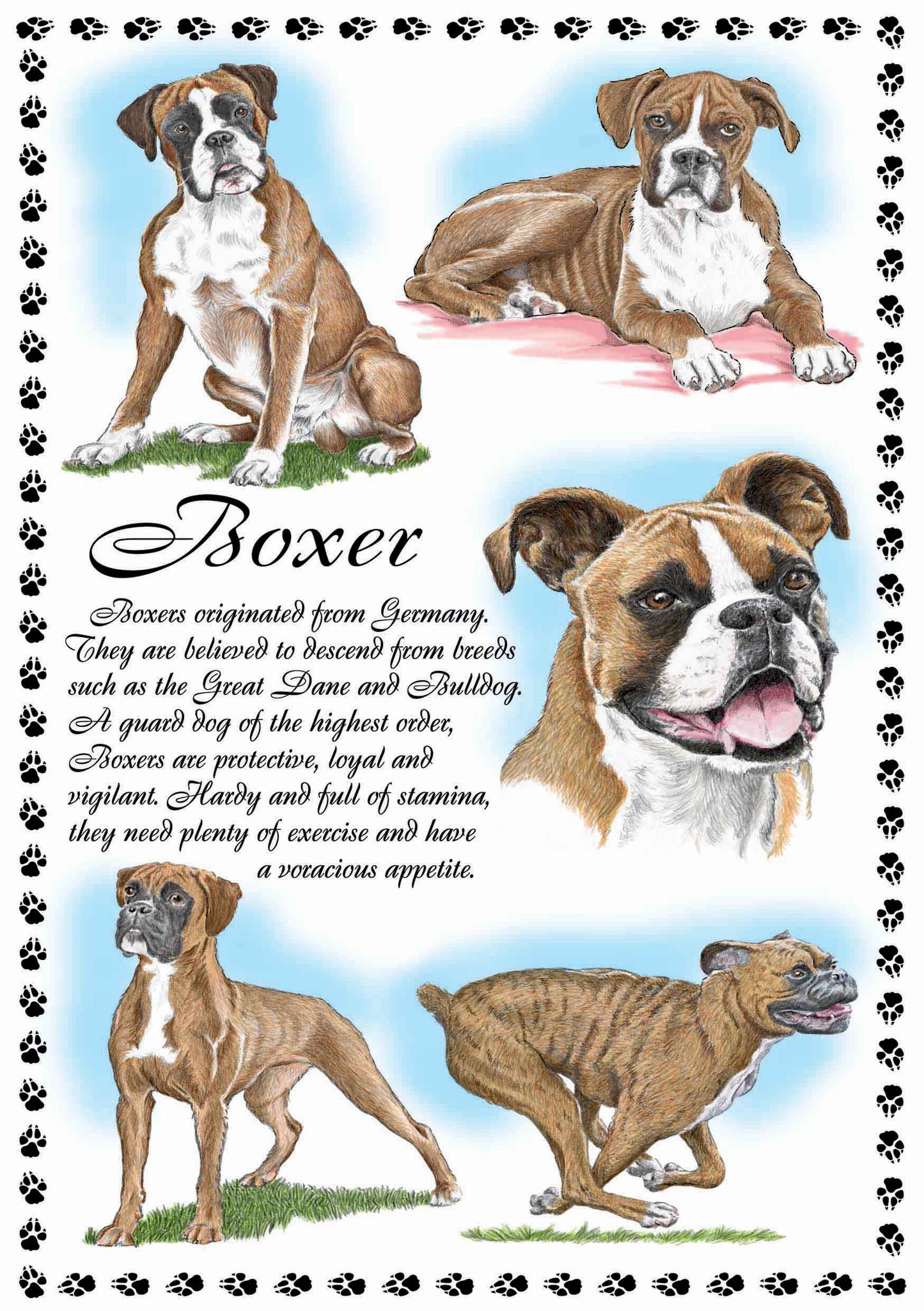 0638 - Boxer