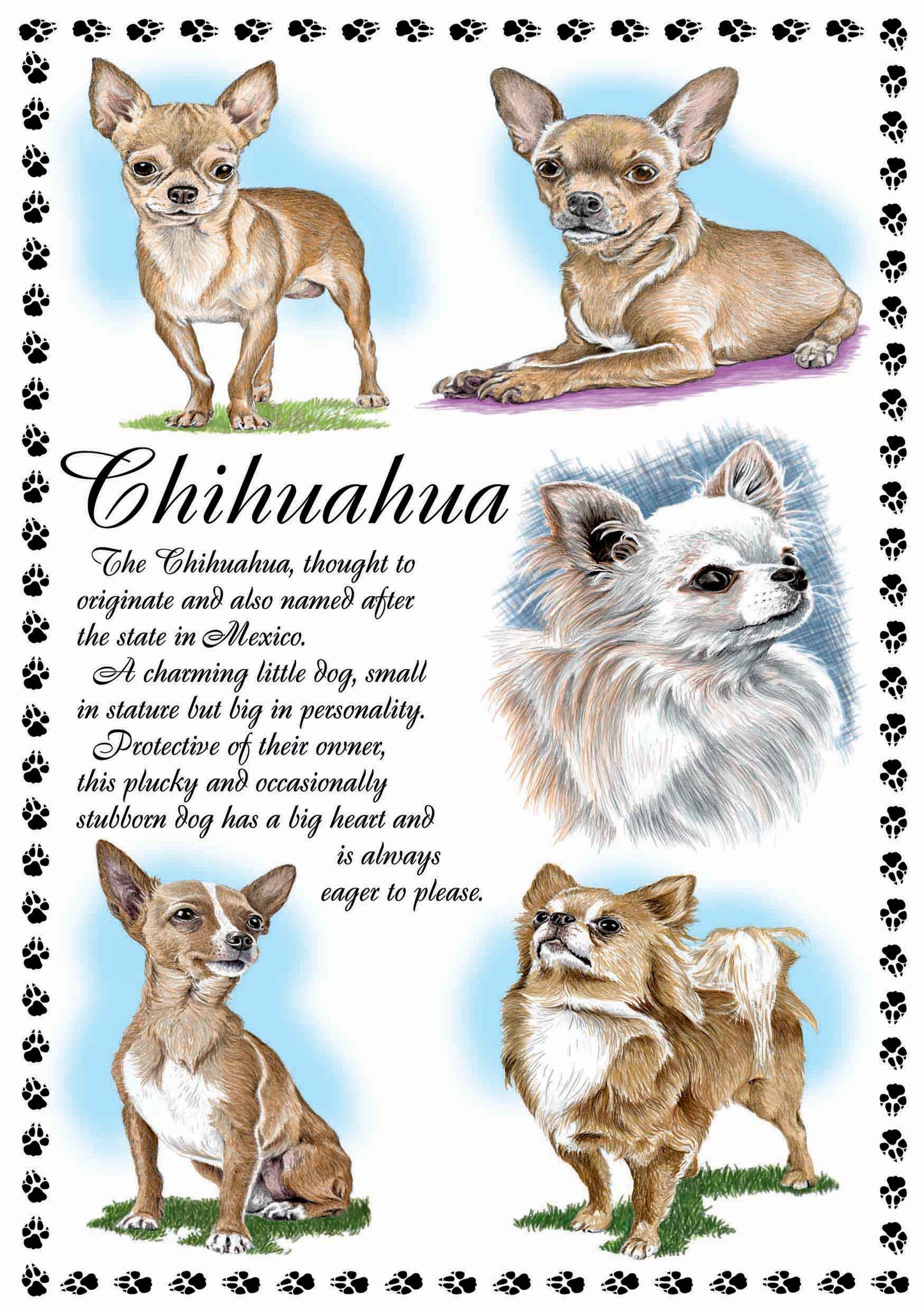 0639 - Chihuahua
