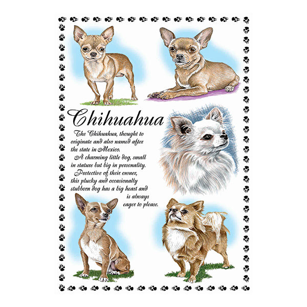 0639 - Chihuahua