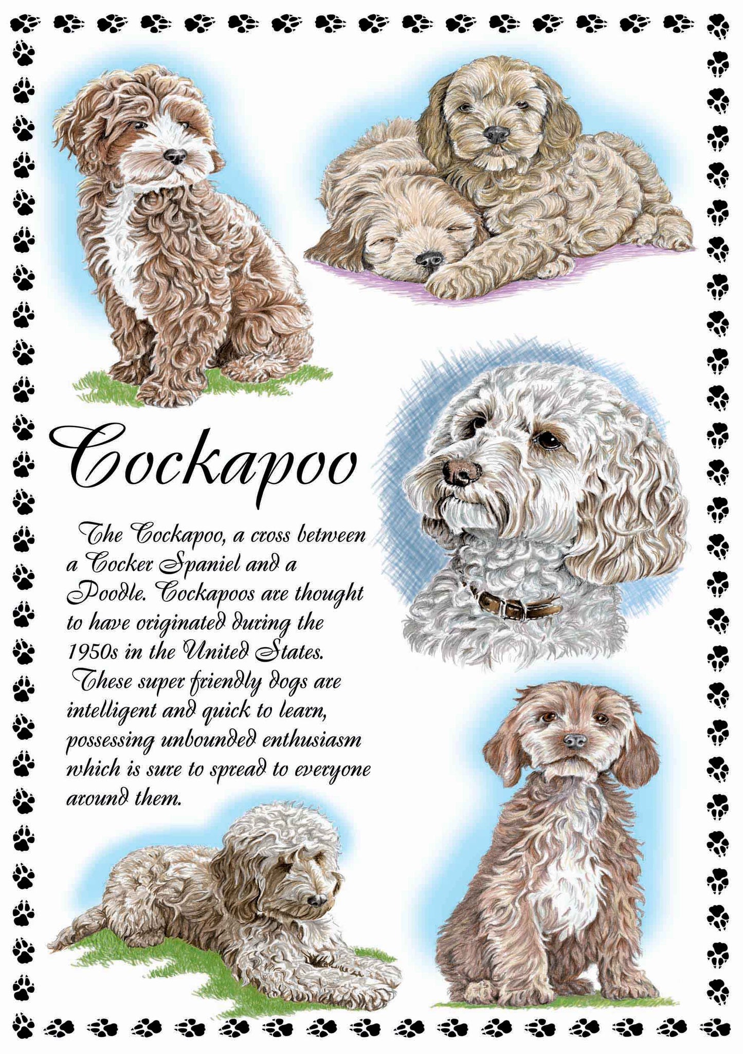 0640 - Cockapoo