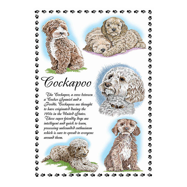 0640 - Cockapoo