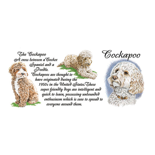 0440 - Cockapoo