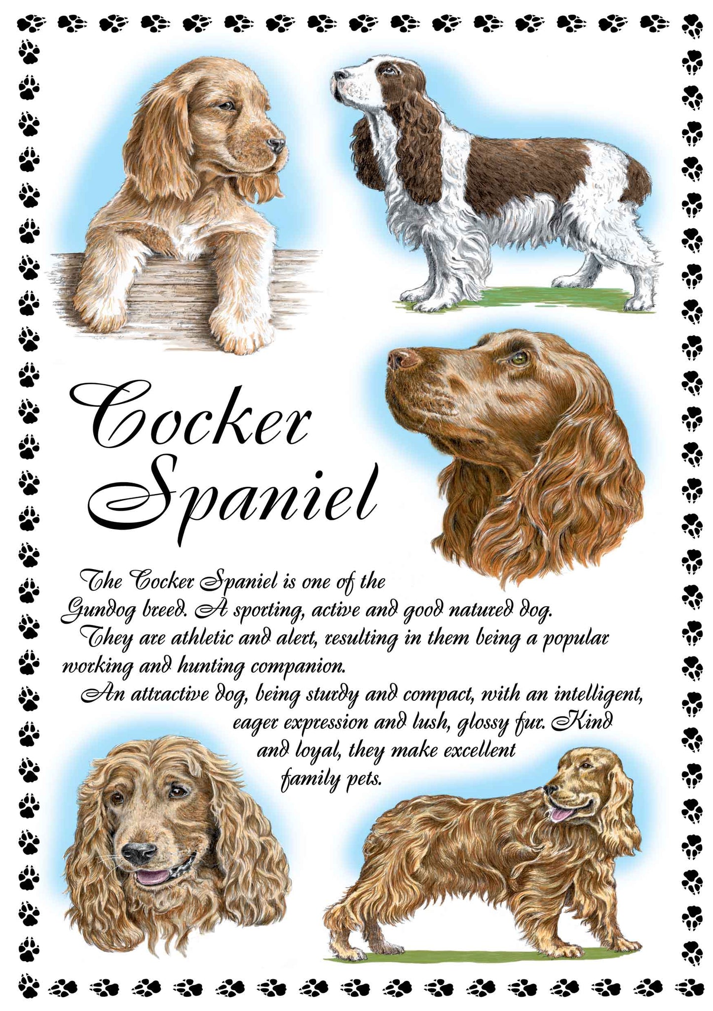 0641 - Cocker Spaniel