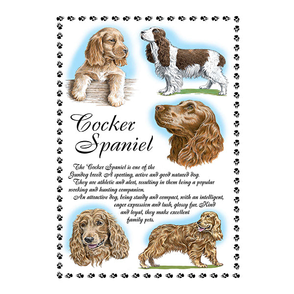 0641 - Cocker Spaniel