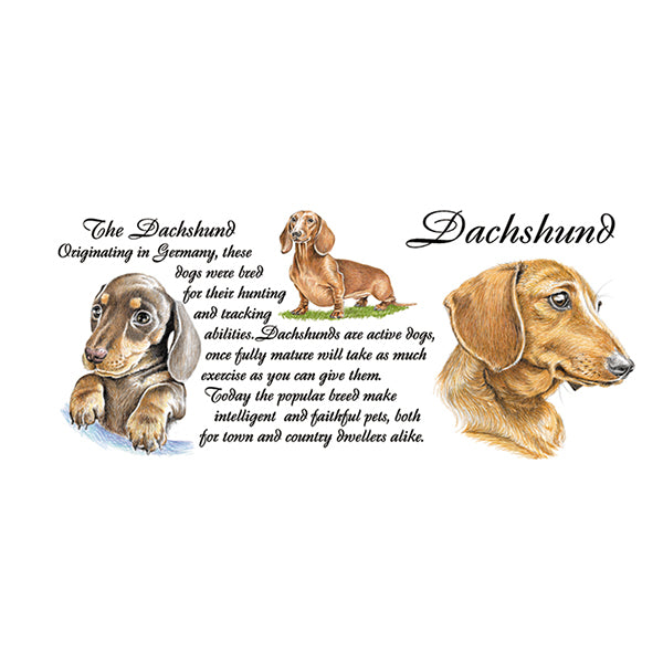 0442 - Dachshund
