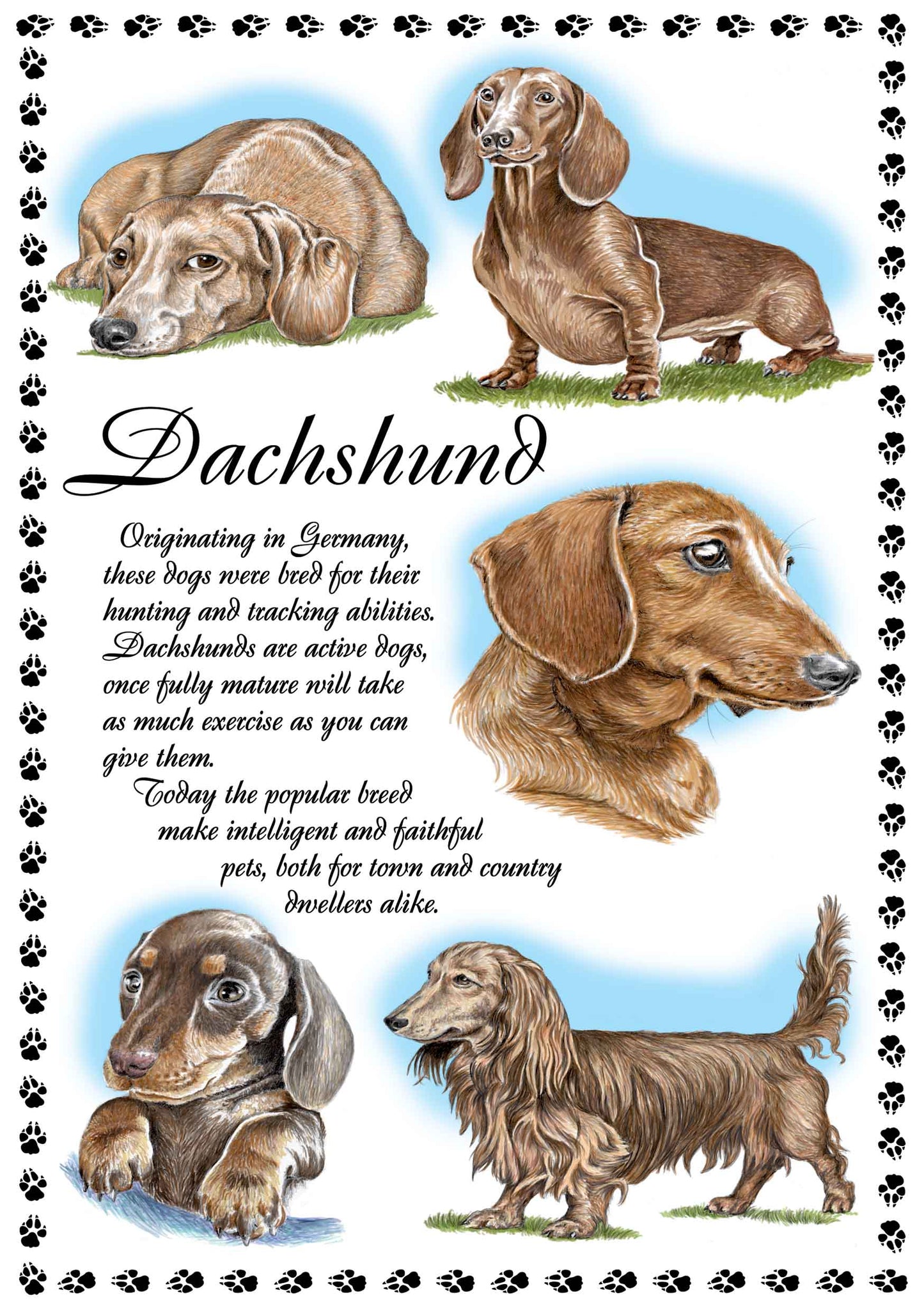0642 - Dachshund