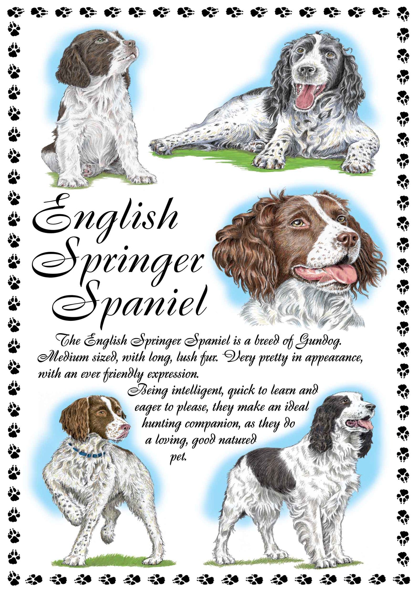 0643 - English Springer Spaniel