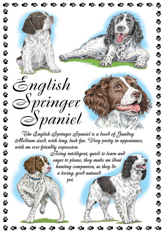 0643 - English Springer Spaniel