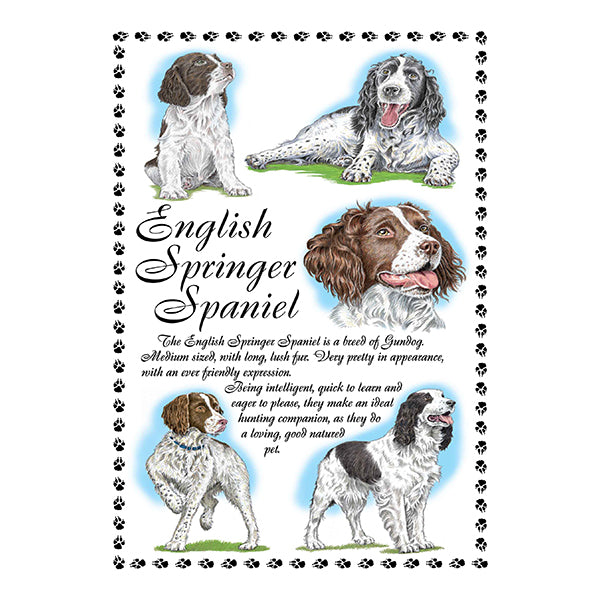 0643 - English Springer Spaniel