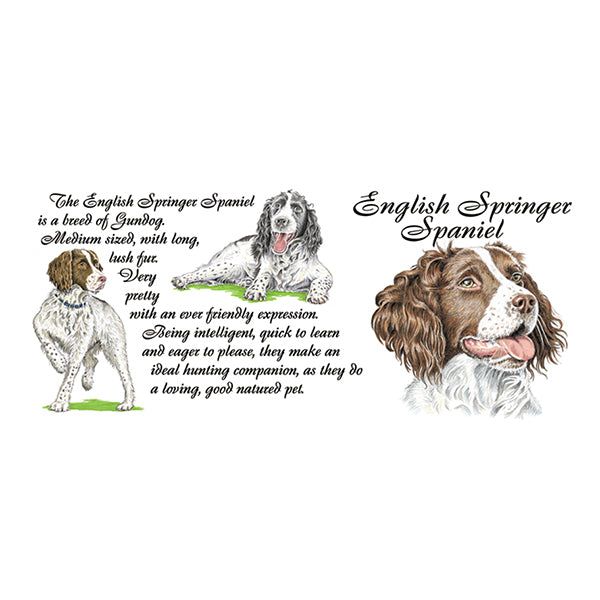 0443 - English Springer Spaniel