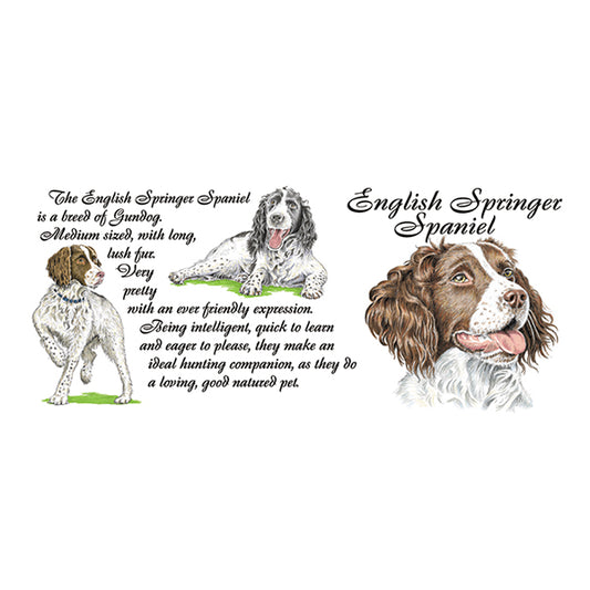 0443 - English Springer Spaniel