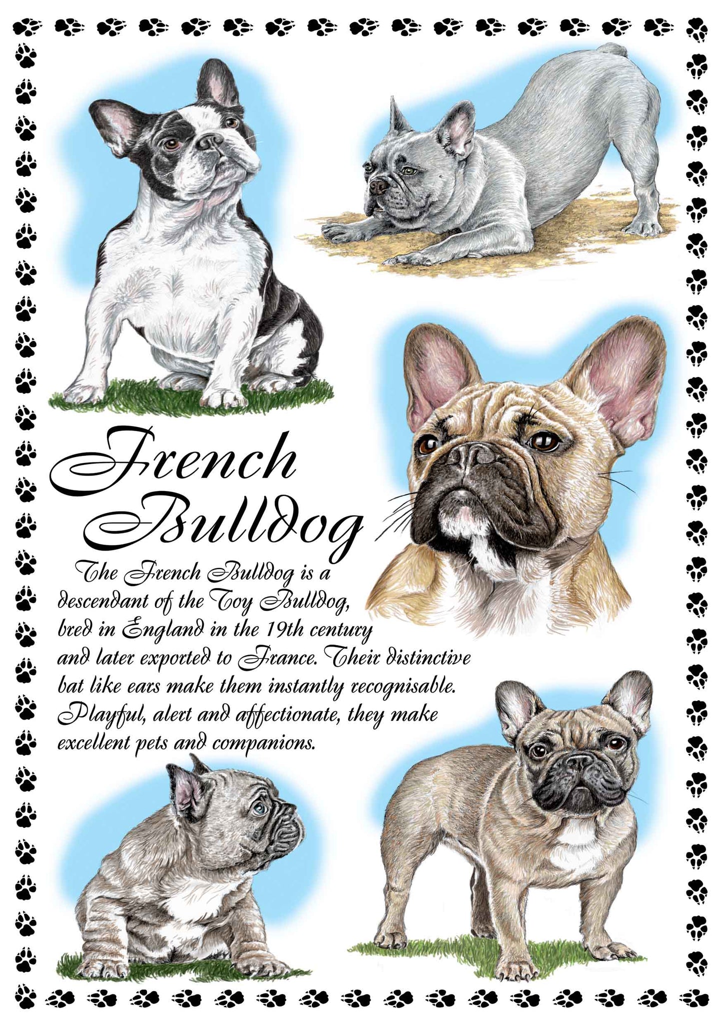 0644 - French Bulldog