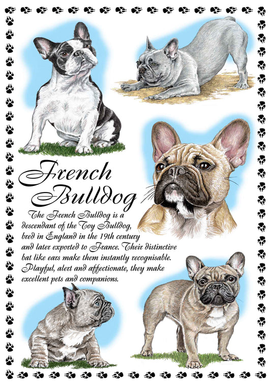 0644 - French Bulldog