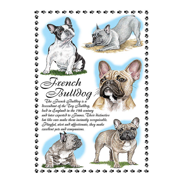 0644 - French Bulldog