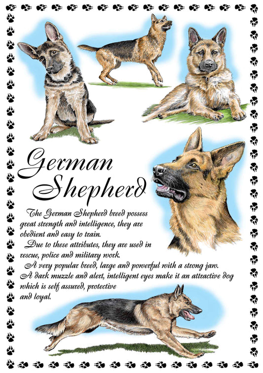 0645 - German Shepherd