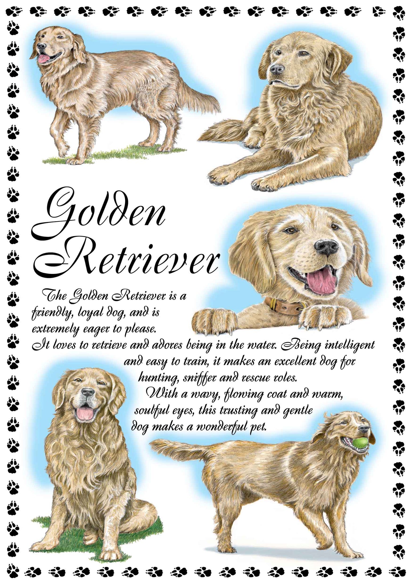 0646 - Golden Retriever